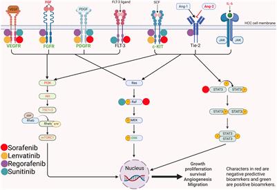 Systemic therapies in hepatocellular carcinoma: Existing and emerging biomarkers for treatment response